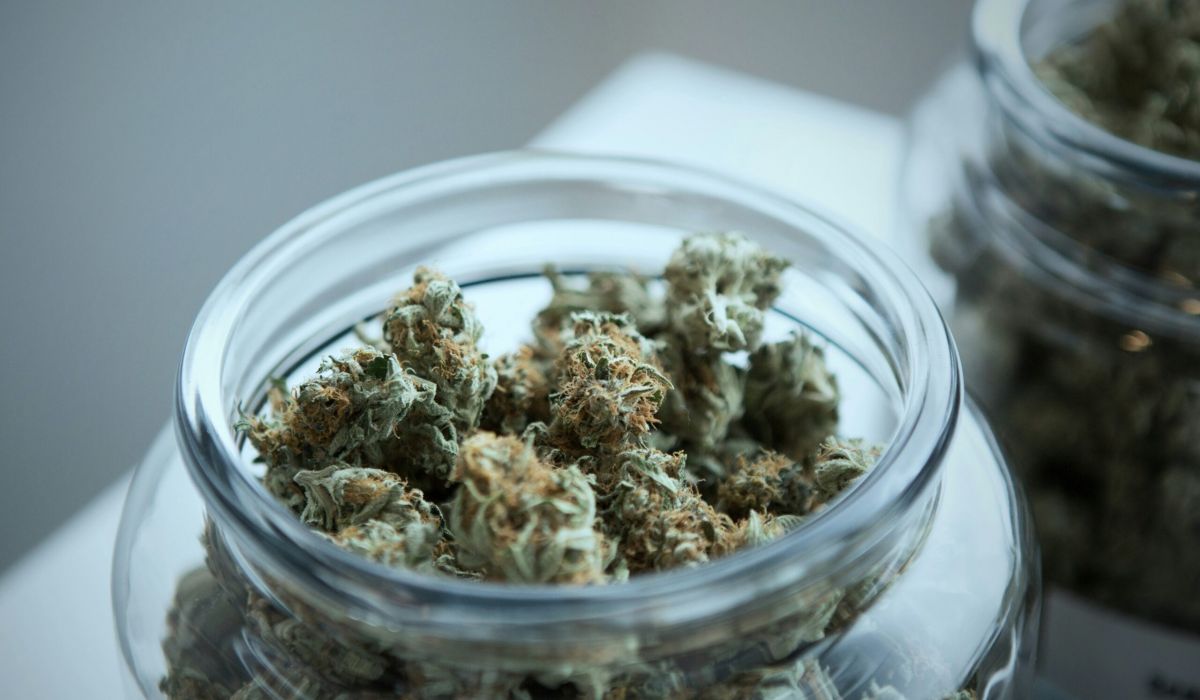 Fresh cannabis flower in a glass cannabis jar